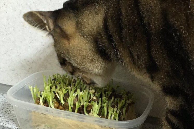 なかなか“豆苗”が育たないな…?不思議に思っていたが犯人はニャンと…