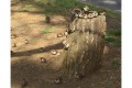 スズメのなる木!?ギュウギュウになって木の上で休憩するスズメが可愛すぎる♡