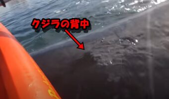 カヤックが浮上してきたクジラの背中に乗っかっちゃった!! 驚きの瞬間をとらえた映像