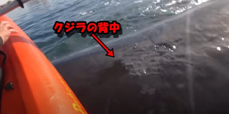 カヤックが浮上してきたクジラの背中に乗っかっちゃった!! 驚きの瞬間をとらえた映像