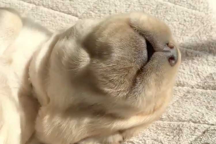 「グルグル~ウ~グルグル~ウ~」 ワンちゃんが夢見心地でお昼寝する姿に癒される♪