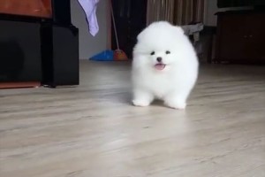 「ボールがはねてるみたい」「鳴き声が鳥みたい」モフモフのポメラニアンが可愛いと話題に♪