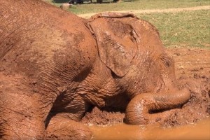 【動画】寝息をたてて“泥のベッド”で気持ちよさそうにお昼寝するゾウが微笑ましい♪