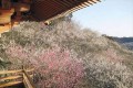 “梅のお寺”として親しまれる福島県・専称寺の「梅」が見頃に! 威厳ある建物と梅のコラボは必見!