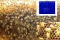 ミツバチは仲間同士でぶつかりそうになる時に声を出していた!? 驚きの研究結果