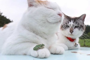 「今を生きるのだ」何があっても動じないニャンコの姿がまるで"禅マスター"のようだ！