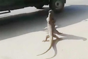 路上がリングに!? "世紀で最もエキサイティングなトカゲの格闘"の意外な結末とは？