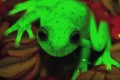 【世界初】何このカエル!? “蛍光色に変化するカエル”がアルゼンチンで発見されて話題に!