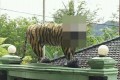 とある軍事施設に設置されていたトラの像…迫力不足のビジュアルが不評!?で撤去される事態に!