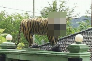 とある軍事施設に設置されていたトラの像…迫力不足のビジュアルが不評!?で撤去される事態に!
