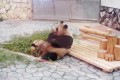 【動画】おむすびころりん♪子パンダが思わぬワザを披露して観客が大歓喜!!