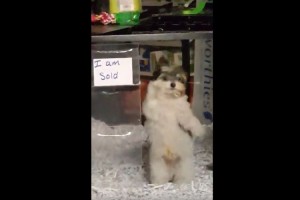 「腰の動きも曲のチョイスも完璧だね」家族が決まって子犬が歓喜!? キレッキレのダンスを披露!