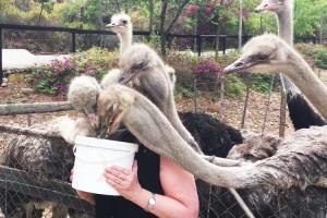 スゴイ絵だ！食欲旺盛なダチョウたちに囲まれる女性の根気に脱帽！