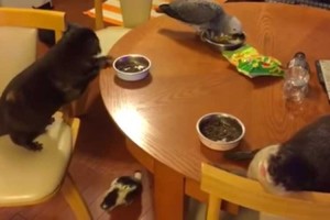 みんなで楽しいお食事中…のはずが、やってしまった! 全員硬直してコントのような結末