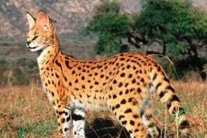 小顔が際立つサーバルキャット…凜々しく美しい姿をとらえた写真が話題に!