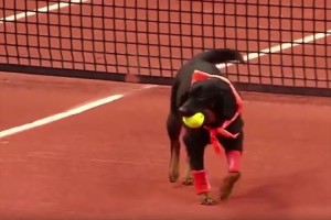 テニスの大会に保護施設から選ばれたワンコが「ボール犬」として登場! 過去には飼い主が決まる効果も