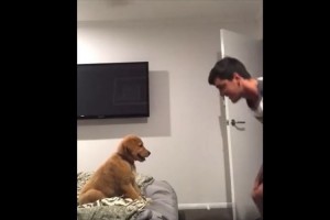 飼い主の腕の中に飛び込んでは投げ返され…をリピートする子犬と飼い主が楽しそう♪