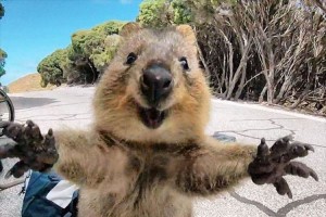 幸せそうな顔の“クアッカワラビー” まるでハグしてくるような写真が話題に!