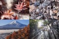 この中に、iPhoneで撮影した写真が何枚あるか分かりますか? プロのカメラマンが出題