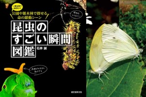 小さな世界でも日々いろんな事が起きている!! “昆虫たちの決定的瞬間ばかり集めた図鑑”が面白い!