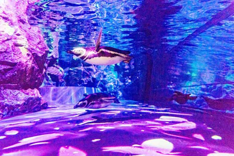 水族館にも春がきた!今年はペンギンと一緒に水中お花見したいなぁ♪