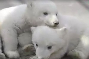 もふもふでコロコロ転がるシロクマの双子の赤ちゃん♪ 仲良く遊ぶ姿と優しい母の眼差し