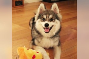 これは胸キュンしちゃう！ポメラニアンとハスキーのミックス犬「ポンスキー」が可愛すぎ