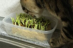 なかなか“豆苗”が育たないな…？不思議に思っていたが犯人はニャンと…