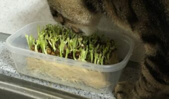 なかなか“豆苗”が育たないな…?不思議に思っていたが犯人はニャンと…