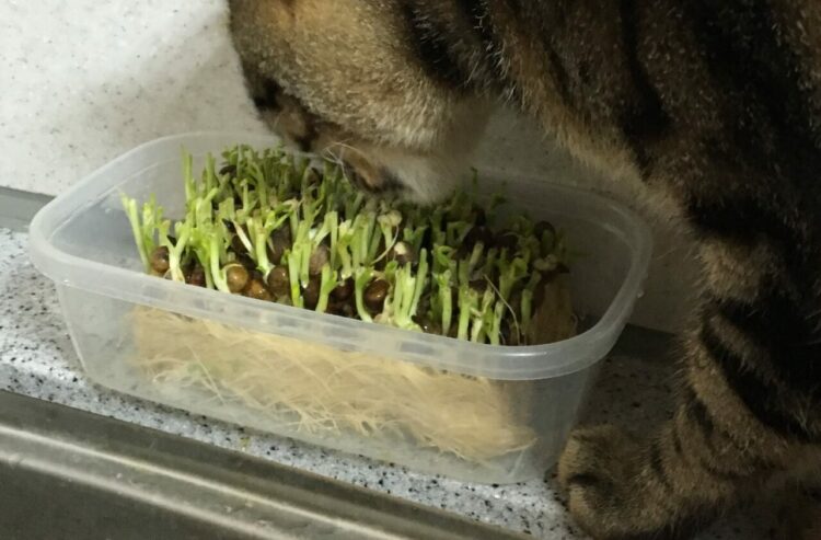 なかなか“豆苗”が育たないな…？不思議に思っていたが犯人はニャンと…