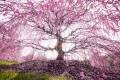 「本日最高潮、圧倒的な美です」鈴鹿の森庭園で撮影された『しだれ梅』が息をのむほど美しい