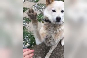 お手を空振り！と思ったら、ドヤ顔でポーズを決めるワンコに心を鷲掴みにされる