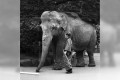 目頭が熱くなる…50年前に上野動物園で脱走した象のインディラとベテラン飼育員との絆が話題に