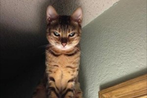 あなたの後ろでじっと見つめている...恐怖を感じる猫画像７（にゃにゃ）選