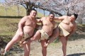 麗らかな桜の下でお相撲さんが「はいポーズ!」春の喜びを全身で表現している写真が話題に!