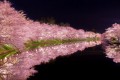 弘前公園の夜桜が美しい。水面に写る桜に心奪われる