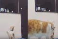 「お姉ちゃん取って!」弟想いのお姉ちゃんニャンコの優しさが素敵!