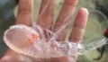 透明すぎるエビ?CGと疑われるレベルの摩訶不思議な生物が話題に!