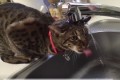 水が飲みたい猫ちゃん。でも、それ飲めてないですよ!!