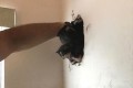家の壁から猫の鳴き声が…壁をぶち壊して生後2週間の子猫を救出