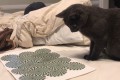 「クルクル回ってるよ~」ニャンコに錯視イラストを見せてみた結果…混乱しすぎ!