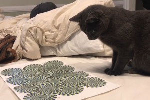 「クルクル回ってるよ～」ニャンコに錯視イラストを見せてみた結果…混乱しすぎ！