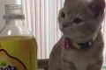人気の仔猫ミルくん。Fantaレモンの匂いを嗅いだ時の反応がかわいすぎた!