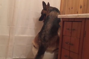 水で流すのも自分で。洋式トイレに座って用を足すワンコがお利口すぎる