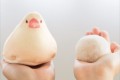 フニフニしたい！！手のひらサイズの「おもち文鳥のふかふかミニポーチ」が可愛くてたまらない…♡