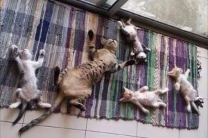 そっくりやん…(笑)集団で眠るニャンコたち、寝姿が完全に一致するの巻