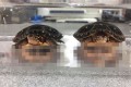インドのおじさんが写ってるー!2匹の亀さんのミラクルショットが話題に