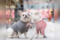 こっちまで幸せな気持ちになるね!犬種を超えたカップルの愛にほっこり