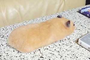 【完全に一致】変身! 実家のハムスターがどうみてもスマホケースだった!!