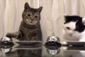 ベルを鳴らせば餌がもらえる…競い合うようにチンチン鳴らすニャンコが可愛い♪